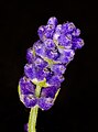 Lavandula angustifolia lavender Lavendel 01.jpg