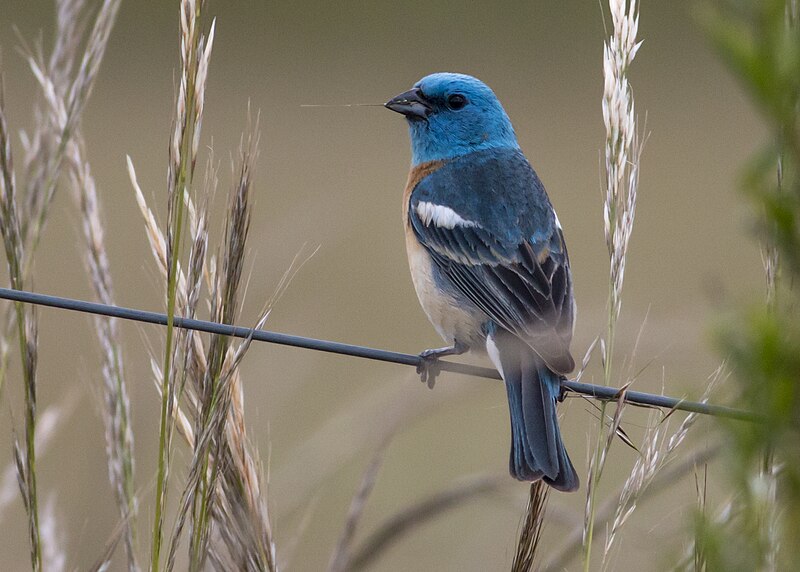 File:Lazuli.bunting.jpg