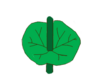 Leaf morphology attachment connate-perfoliate.png