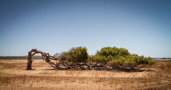 'Leaning Tree' nabij Greenough