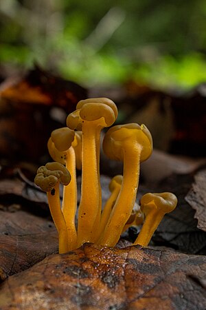 Leotia lubrica (especie cosmopolita)