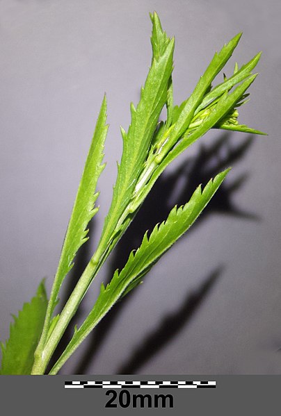 File:Lepidium virginicum (subsp. virginicum) sl32.jpg