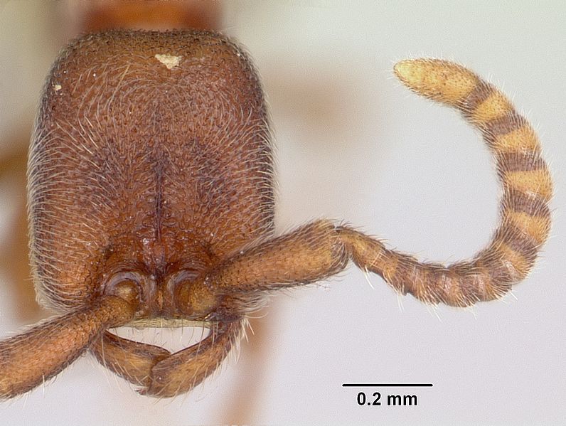 File:Leptanilloides nomada casent0104901 head 1.jpg