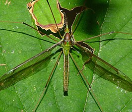 Leptotarsus (Chlorotipula) albistigma