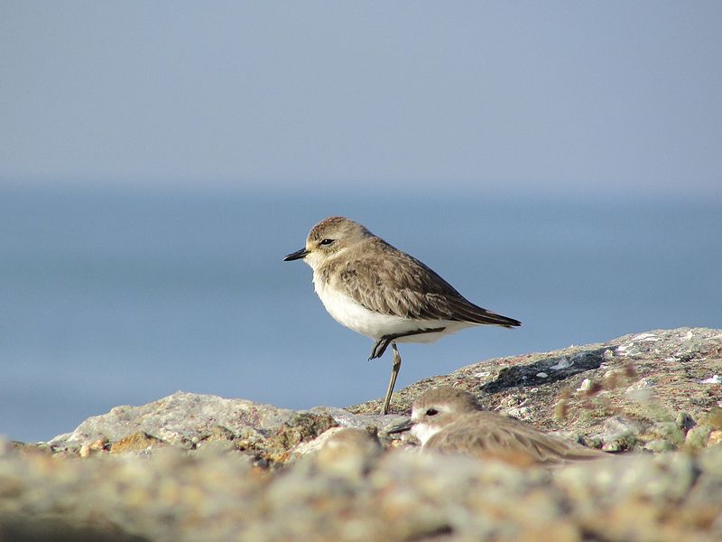 File:Lesser Sand Plover from Kerala.jpg