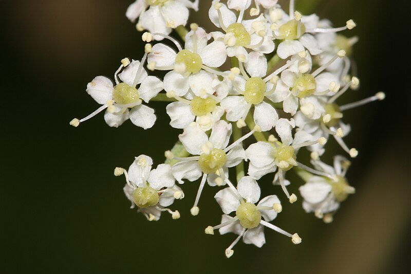 File:Ligusticum grayi 8464.JPG