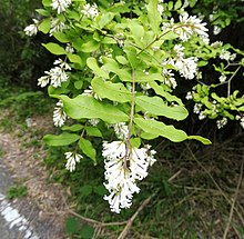 Ligustrum obtusifolium Osaka.jpg