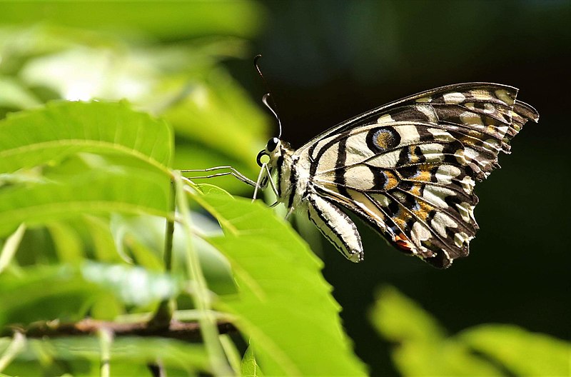 File:Lime butterfly 3.jpg