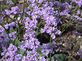 Limonium humile 20070810-1331-163.jpg