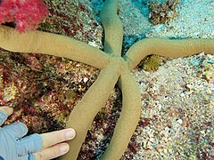 File:Linckia guildingi - Day Reef 05.jpeg (Category:Echinoderms of Queensland)