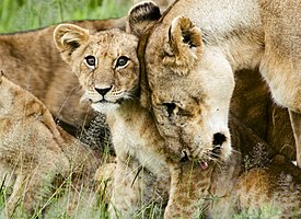 Lion cub with mother.jpg