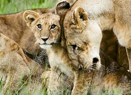 ไฟล์:Lion cub with mother.jpg