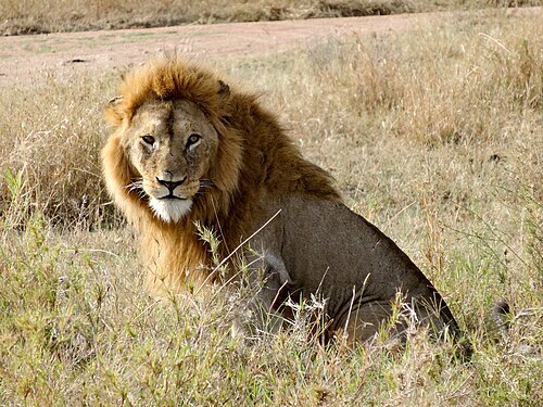 Lion in Serengeti protected area.jpg