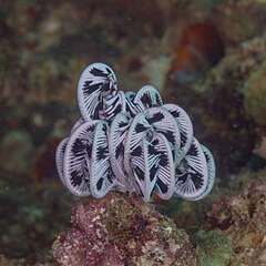 File:Lirio de mar, Anilao, Filipinas, 2023-08-22, DD 214.jpg (Category:Unidentified Comatulida)