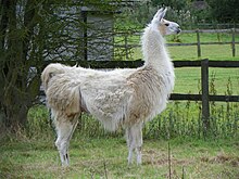 Llama (Lama glama) (19692833269) .jpg