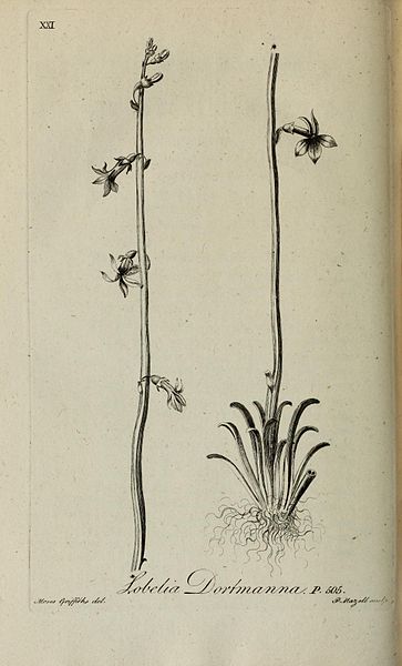 Lobelia dortmanna from Lightfoot's 1777 Flora Scotica, painted by Moses Griffith and engraved by Peter Mazell