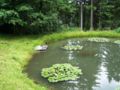 Pond in the forest