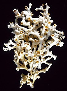 Lophelia pertusa Lophelia figure 1 600.jpg