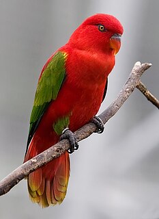 Chattering lory species of bird