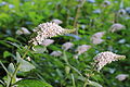 Lysimachia clethroides, met zijn karakteristieke bloeiwijze.