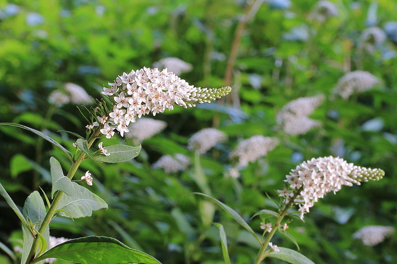 File:Lysimachia clethroides.JPG