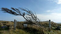 Mårup