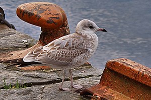 Young seagull in the harbour of Bergen, Norway