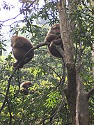 Macaques du Tibet