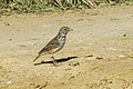 Madagascan lark (Mirafra hova).jpg