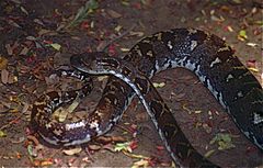 Description de l'image Madagascar Tree Boa (Sanzinia madagascariensis volontany) (9616772452).jpg.