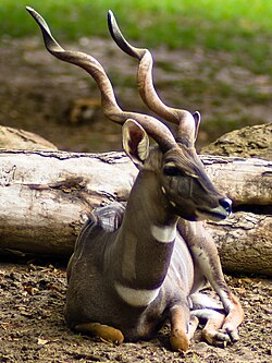 Male Lesser Kudu.jpg