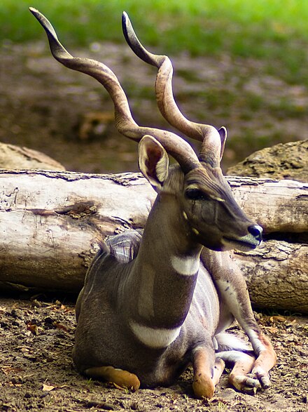 Male lesser kudu