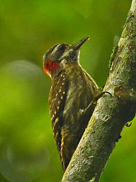 File:Male of Dendrocopos temminckii.JPG