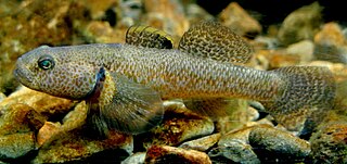 <span class="mw-page-title-main">Upland bully</span> Species of fish