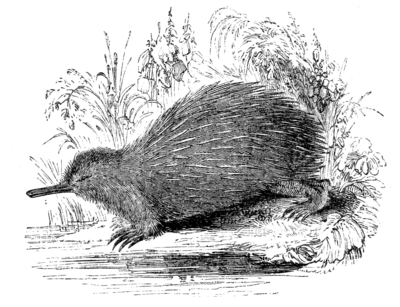 ECHIDNA.