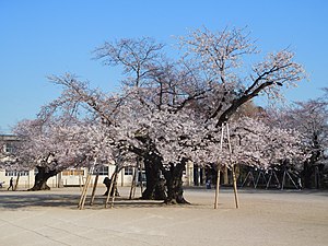 ソメイヨシノ: 名称, 特徴, 用途と人気