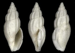 <i>Mangelia semicostulata</i> Extinct species of gastropod