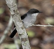 Peneoenanthe pulverulenta