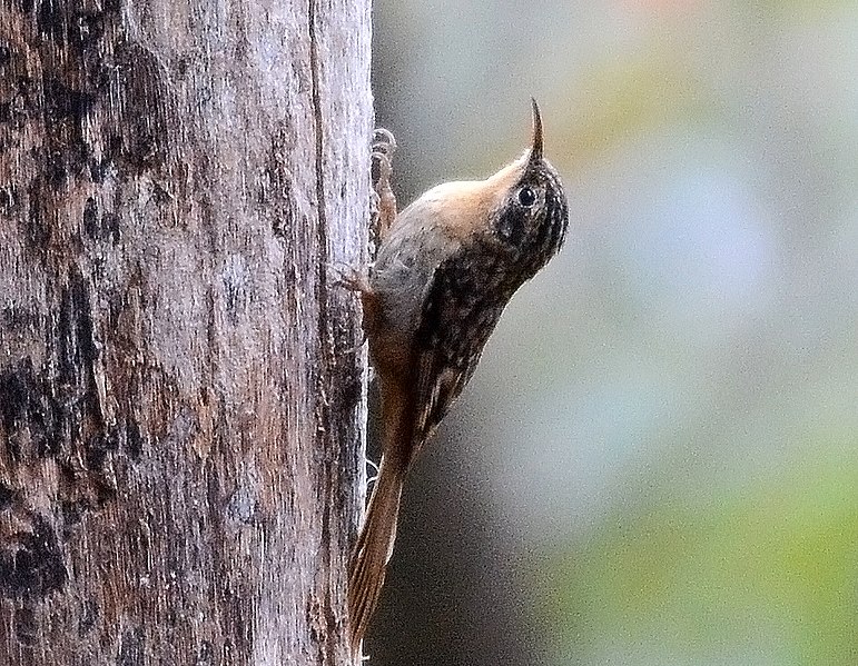 File:Manipur Treecreeper Certhia manipurensis by Raju Kasambe (cropped).jpg