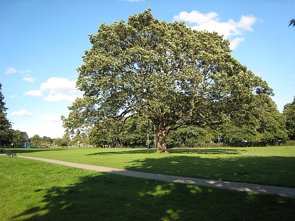 Manston Park.