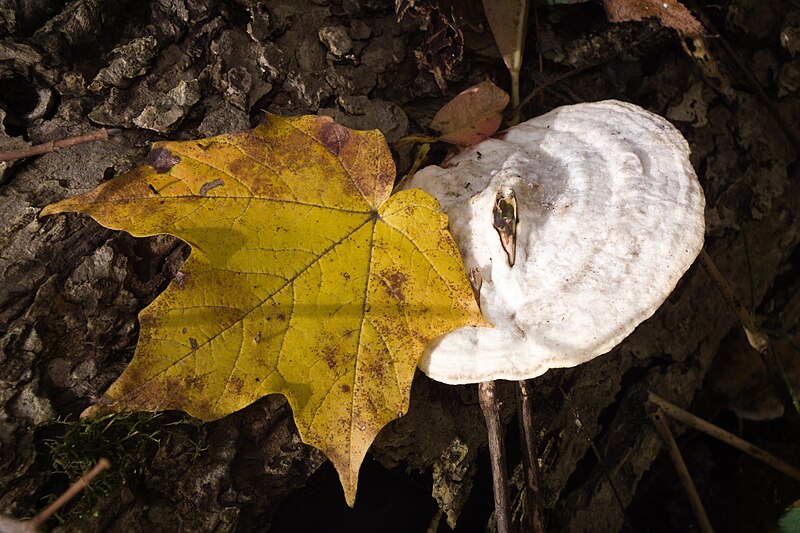 Maple leaf and bracket fungus