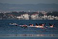 Flamingos taking of in Mar Menor