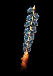 The pelagic Marrus orthocanna is a colonial siphonophore assembled from two types of zooids Marrus orthocanna.jpg