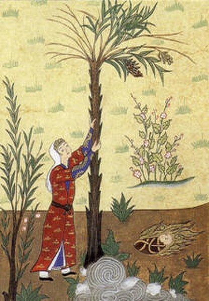 Mary shaking the palm tree for dates during the pains of labor. Parallels to this legend are found in the Gospel of Pseudo-Matthew, but linked to the 