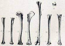 Sub-fossil remains, 1893 Mascarenotus sauzieri.jpg