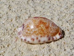 Une porcelaine (Mauritia histrio), échoué sur la plage.