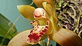 Maxillaria rufescens Labellum