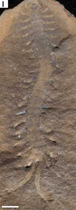 Mazoscolopendra fossil.png