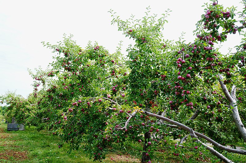 File:McIntosh apples on apple trees - panoramio.jpg