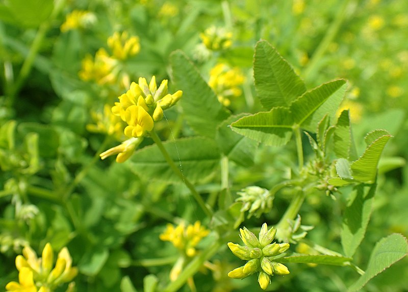 File:Medicago carstiensis kz02.jpg